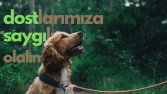 Videolarınızı Sade ve Kusursuz Yapabilirim