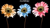 Graphic&Design/Photography