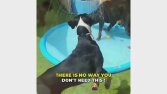 Köpekler İçin Sulu Oyun Matı Video Reklamları