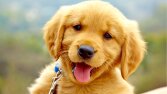 Dogs Breeds Recognition App