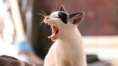 Kedi esnerken çektiğim bir fotoğraf