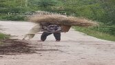 Hayvan Temalı YouTube Videosu