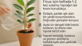 Ficus Bitkisi İçin Kişisel Bakım Rehberi