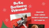 pet shop sosyal medya çalışması