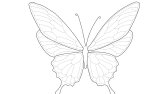 Profesyonel Line Art