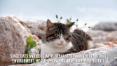 HeyLove ABD - Tanıtım