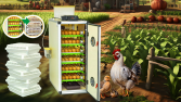 Proje Adı: Hatching Time 