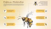 Doğanın Mühendisi İnfografik Tasarımı