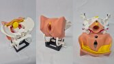 Anatomik Modellemeler