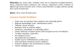 İş örneğim