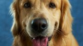 PetMall | Evcil Hayvan Ürünleri Mağazası