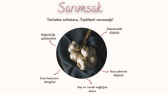 Tarladan Sofralara Taşköprü Sarımsağı
