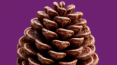 Pinesmell - Online Kitap Kulübü