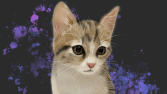 Kedi
