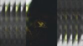 Han - Sisli Puslu [beat]