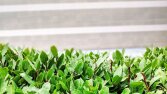Garden Temalı Video İçin Çekilmiş Görsel