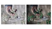 Fotoğraf editörü