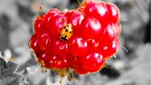 Profesyonel Fotoğraf Düzenleme 