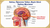 1.POPÜLER İÇERİK ÖRNEĞİ (Beyin, Hafıza ve Öğrenme Yolları) )