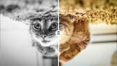 B&W Fotoğraf Renklendirme