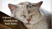 Sosyal Medya İçerik Tasarımlarım