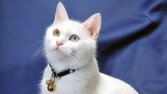 Kedi Bakımında Dikkat Edilecek Noktalar