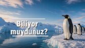 Belgesel Anlatımı Demo | Penguenler