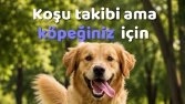 Pet asistan