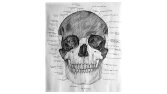 anatomik çizim, anatomi illüstrasyonu