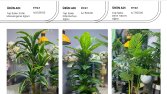 Savita Home saksı katalog tasarımı 