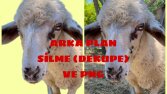 Fotoğraflarınızın arka planlarını temizleyip PNG yapabilirim