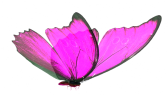 dervisomer portfolyosu 1