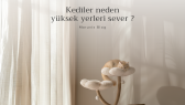 guldankurt portfolyosu 1