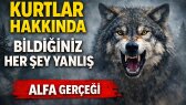 1olseslendiriyor portfolyosu 1