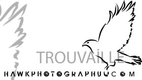 Hawk Photography