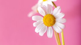 ürün ve hizmetlerinizle ilgili fotoğraflar çekip düzenlerim
