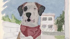 Köpek Portresi