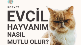 Sosyal Medya Tasarımları