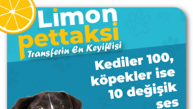Limon Pet Sosyal Medya Tasarımları