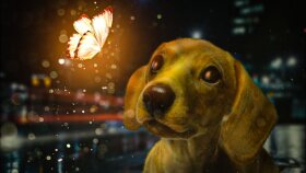KÖPEK VE KELEBEK MANİPÜLASYONU(DOG & BUTTERFLY MANIPULATION)