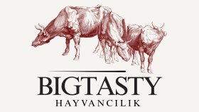 markan için modern ve profesyonel logo tasarlıyorum