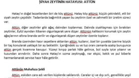 Hatay Zeytini (Ürün Tanıtımı)