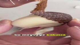 Viral Video Çalışması