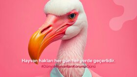 sosyal medya tasarımları yaparım