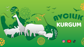 Avcılık Kurgum 
