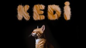 Kedi Post