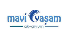 İş örneğim