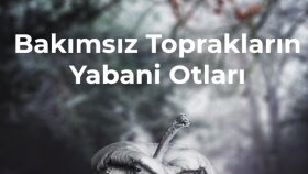 Bakımsız Toprakların Yabani Otları