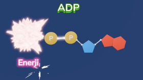 Ders İçeriği Animasyonu