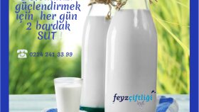 Süt